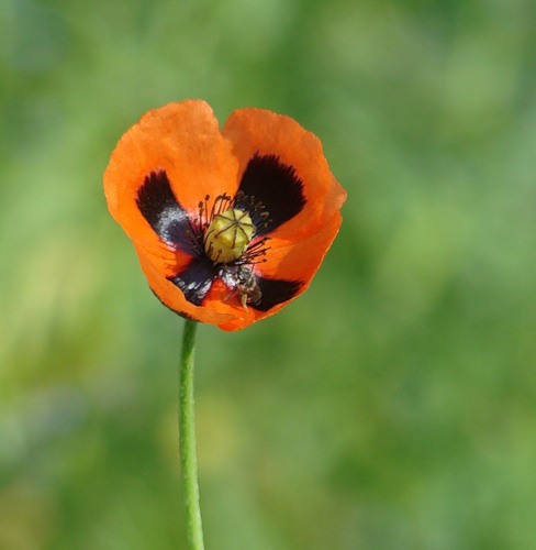 Image of Papaver stevenianum specimen.