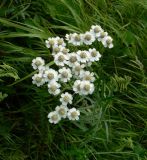 Achillea acuminata