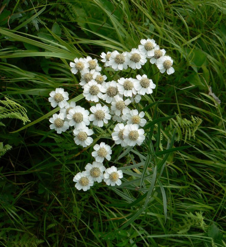 Image of Achillea acuminata specimen.