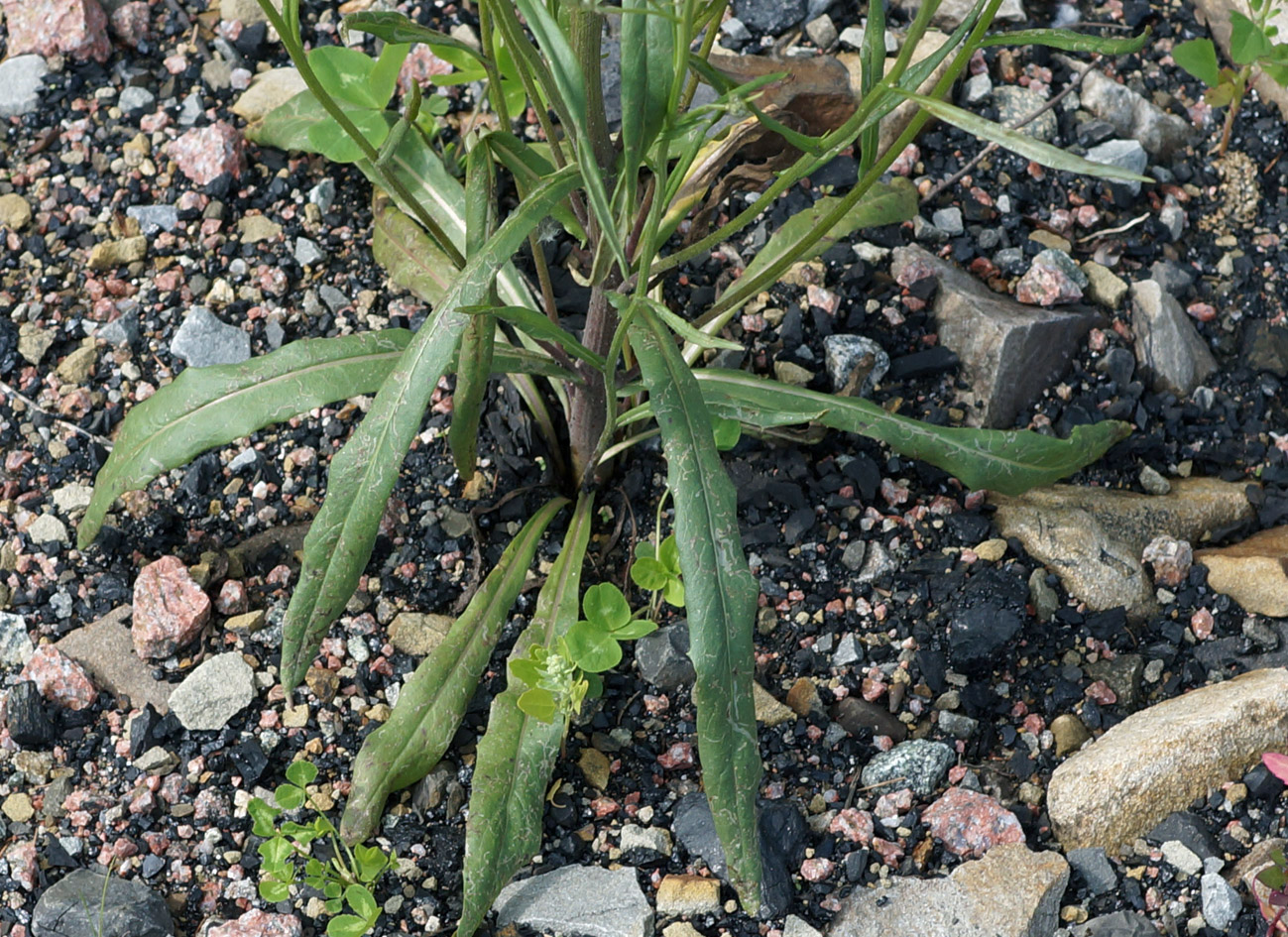 Изображение особи Crepis tectorum.