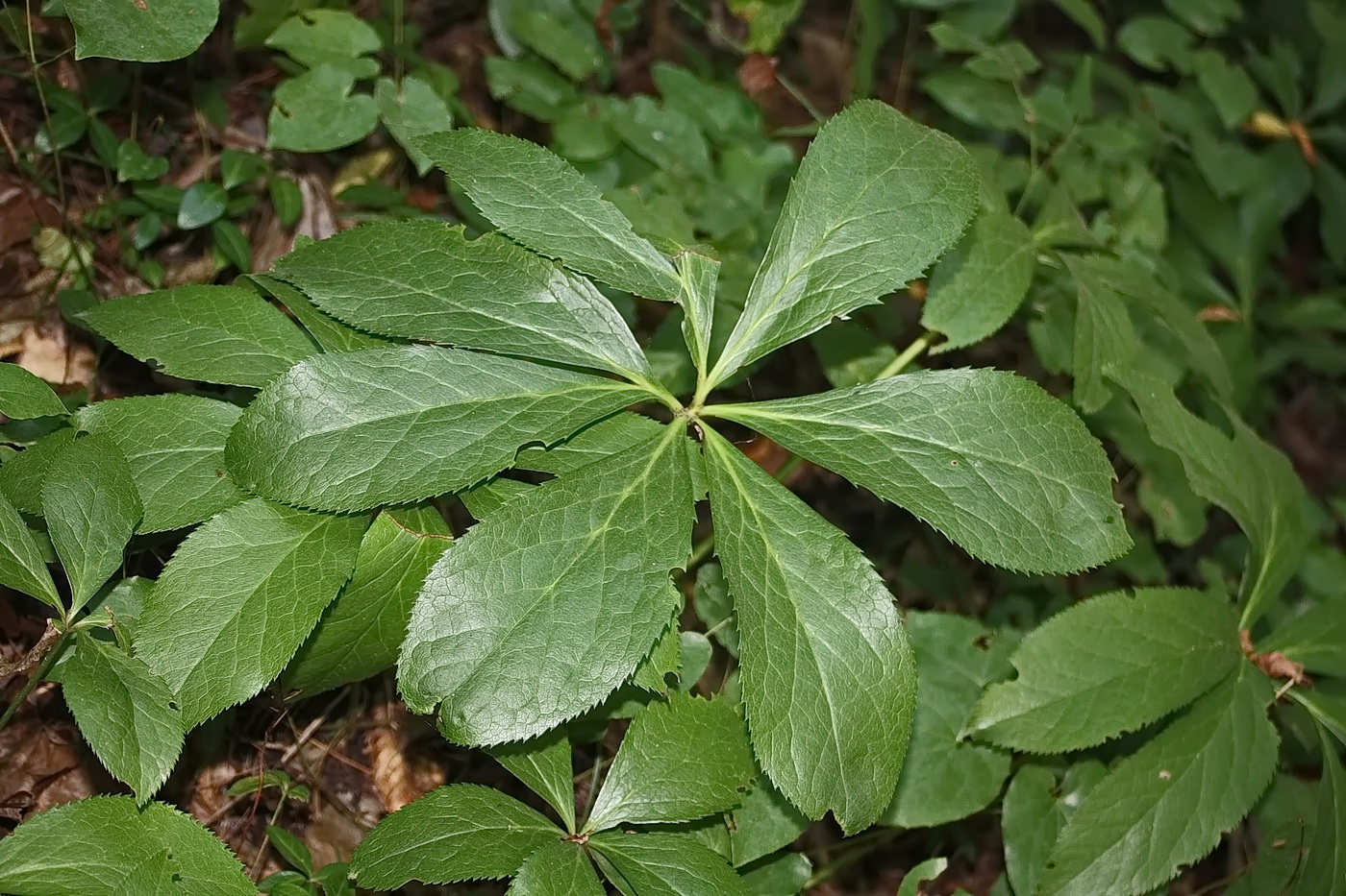 Изображение особи Helleborus caucasicus.