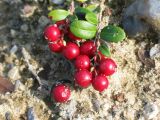 Vaccinium vitis-idaea