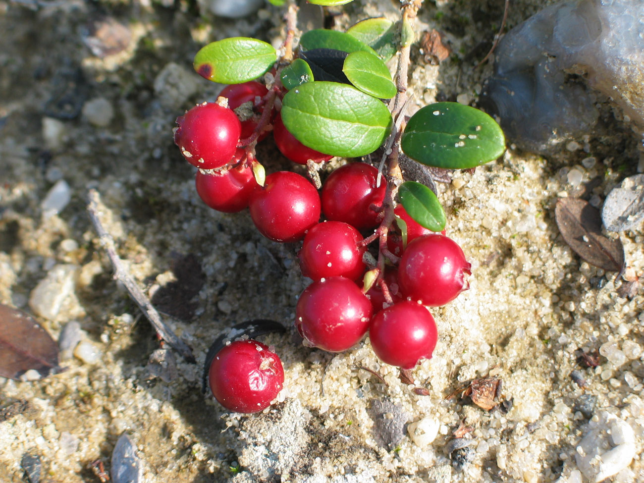 Image of Vaccinium vitis-idaea specimen.