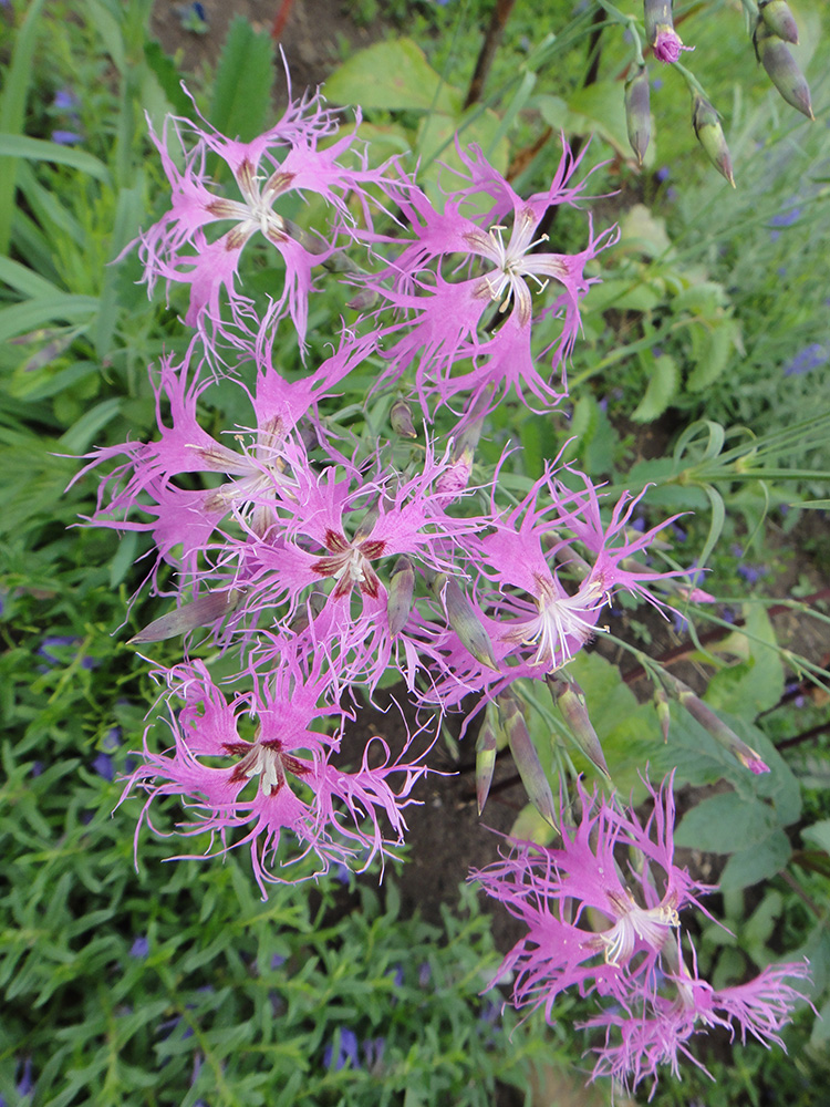 Изображение особи Dianthus superbus.