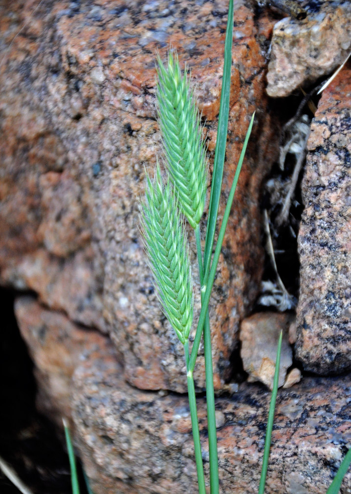 Image of genus Agropyron specimen.