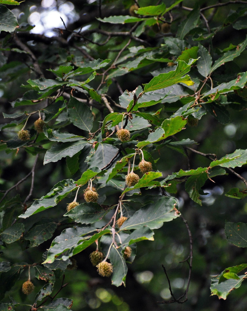 Изображение особи Fagus orientalis.