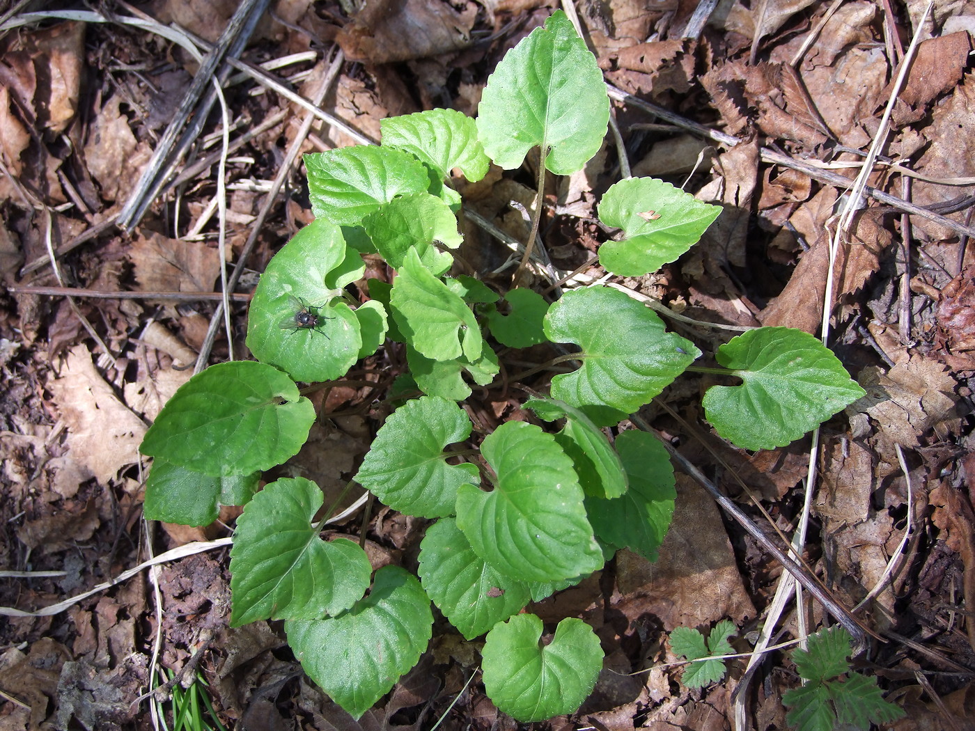 Image of Viola selkirkii specimen.