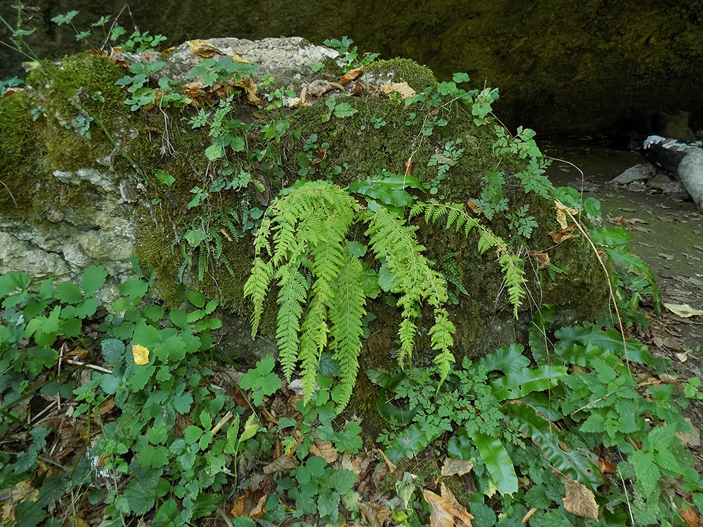 Image of Woodsia caucasica specimen.