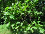 Quercus robur. Ветвь. Беларусь, Гродненская обл., Новогрудский р-н, Кошелевский сельсовет, окр. дер. Чемеровка, Рутковский пригорок, опушка дубравы орешниково-чернично-разнотравной. 02.07.2014.
