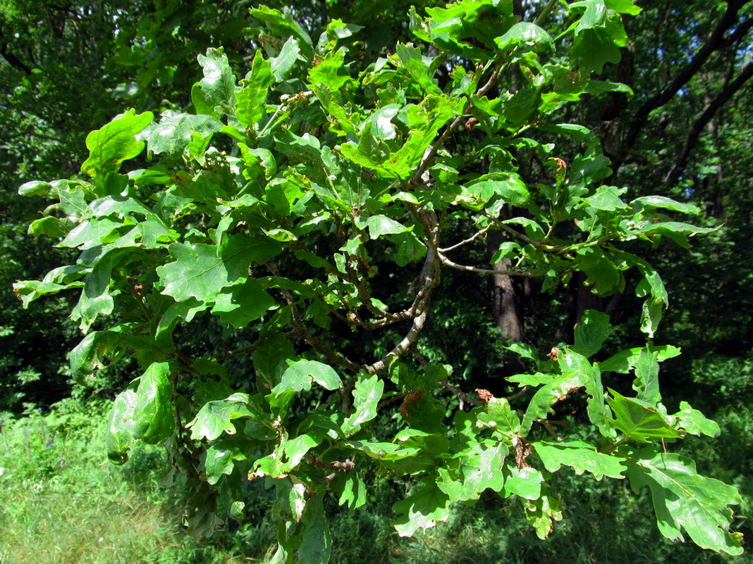 Image of Quercus robur specimen.