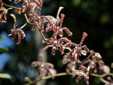 Arachnis flos-aeris