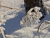 семейство Apiaceae