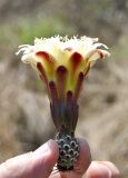 Stenocereus griseus