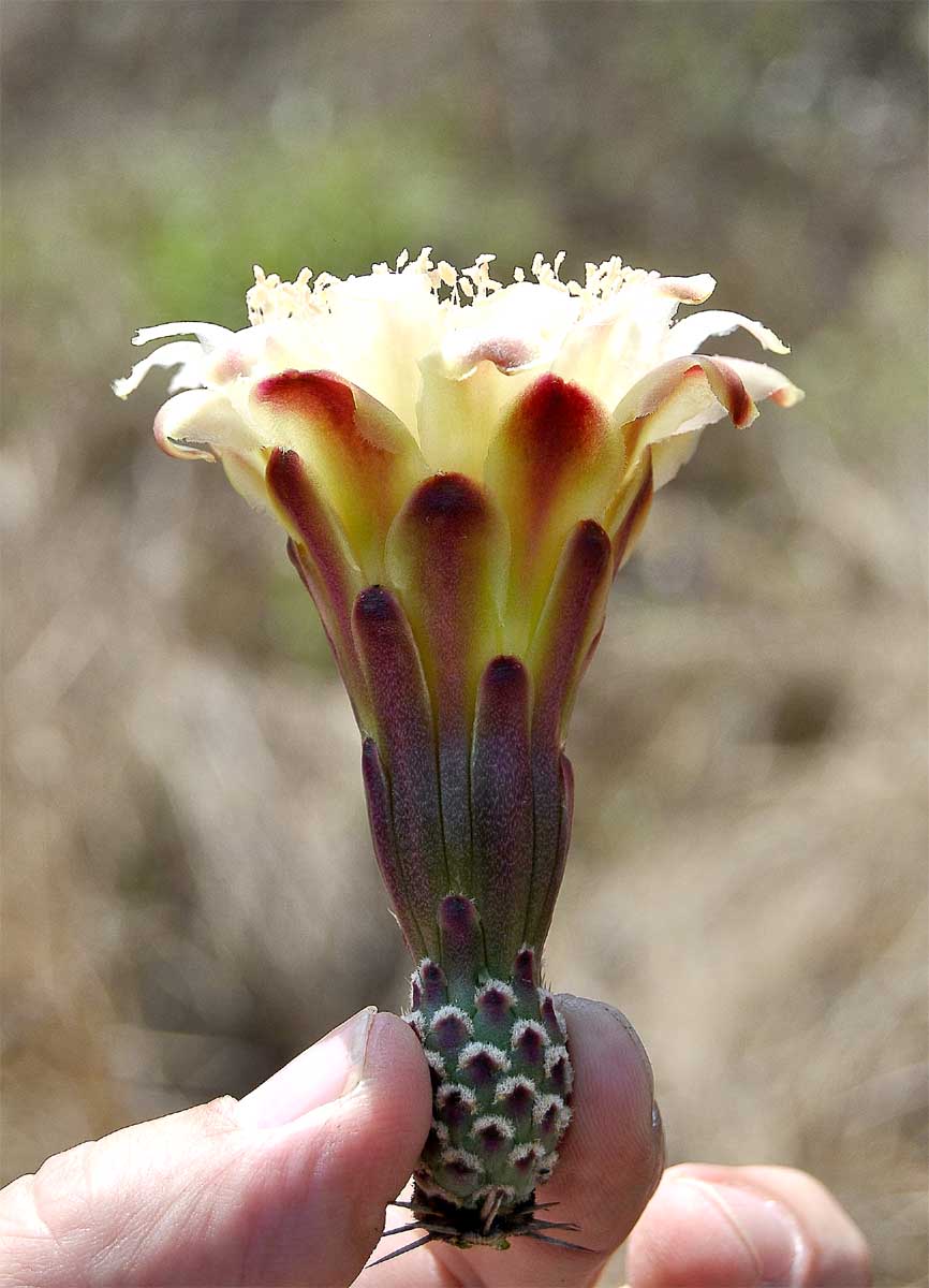 Изображение особи Stenocereus griseus.