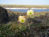 Papaver pulvinatum. Цветущие растения. Красноярский край, западное побережье п-ова Таймыр, мыс Ефремов камень, каменистая тундра. 22.07.2017.