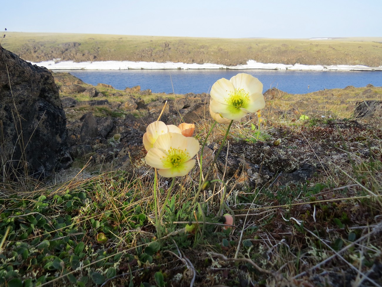 Изображение особи Papaver pulvinatum.