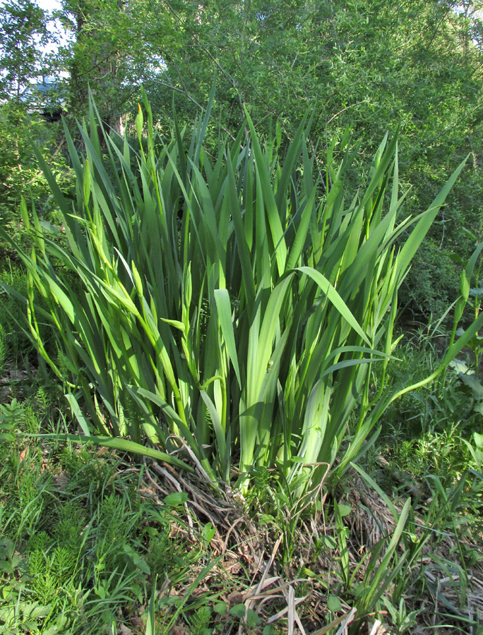 Изображение особи Iris pseudacorus.