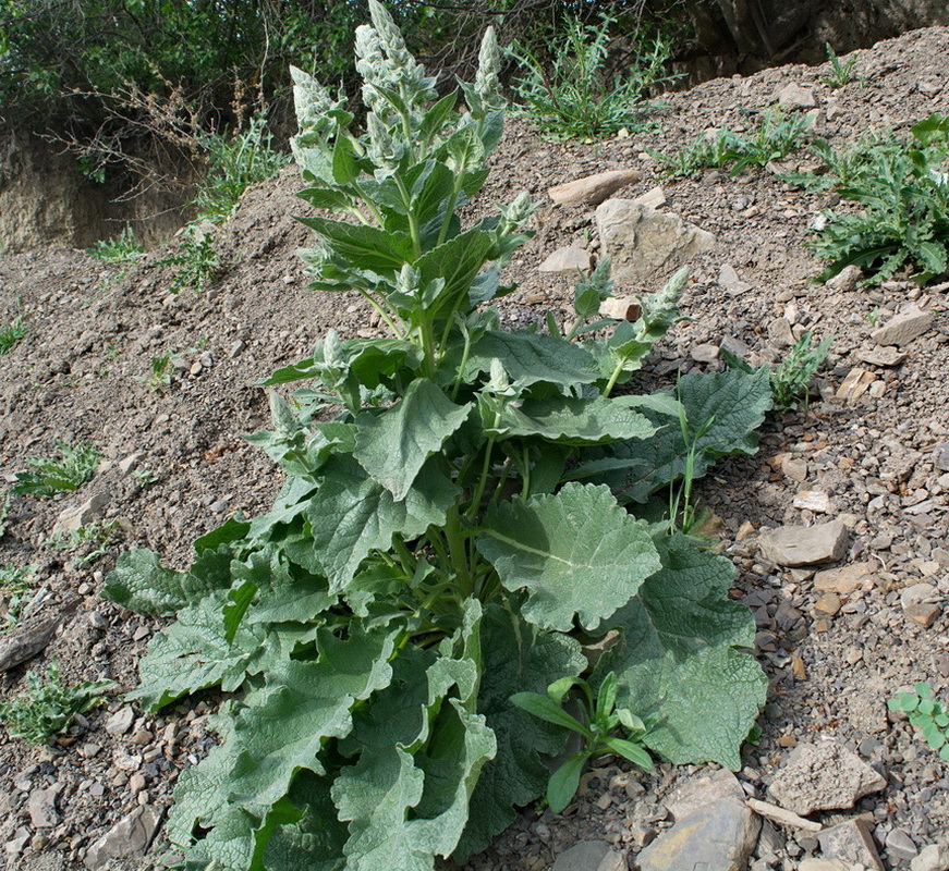 Image of Verbascum pyramidatum specimen.