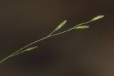 Poa nemoralis. Часть колоса. Саратов, Октябрьское ущелье, широколиственный лес, тенистый склон ущелья, песчано-каменистый грунт. 27.05.2018.