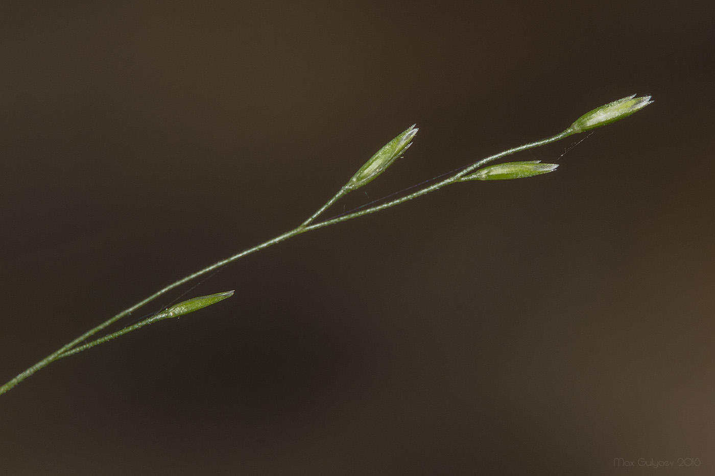 Изображение особи Poa nemoralis.