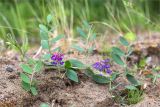 Lathyrus japonicus подвид pubescens. Цветущее растение. Карелия, Заонежье, песчаный пляж. 25.07.2017.