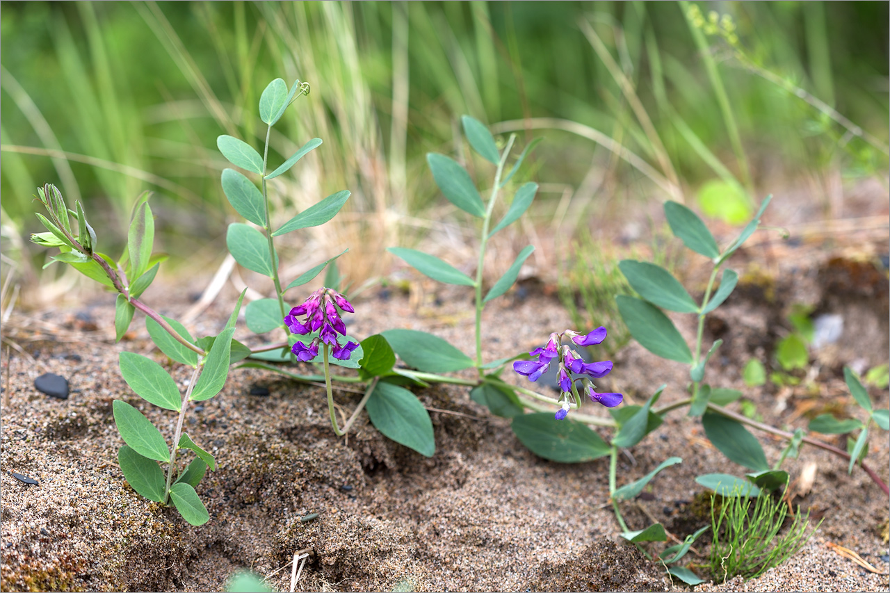 Image of Lathyrus japonicus ssp. pubescens specimen.