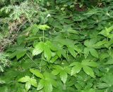 Geranium gracile. Верхушка зацветающего растения и прикорневые листья. Москва, Воробьёвы горы, Ботанический сад МГУ, в культуре с Кавказа. 06.06.2018.