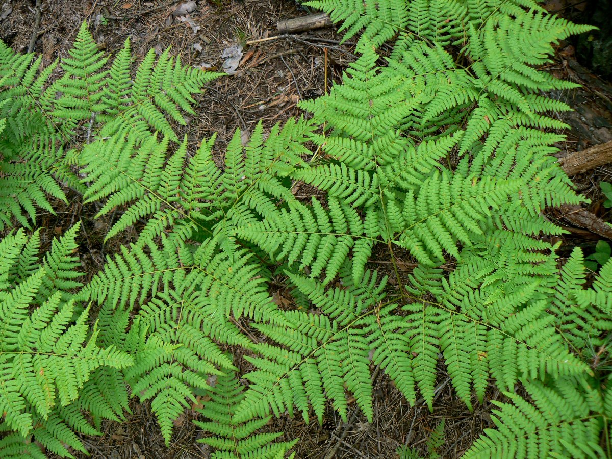 Изображение особи Pteridium pinetorum.