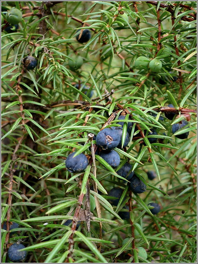 Изображение особи Juniperus communis.