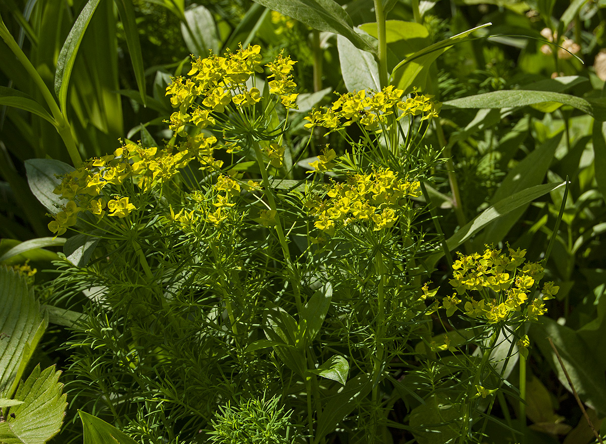 Изображение особи Euphorbia cyparissias.