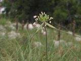 Allium paniculatum