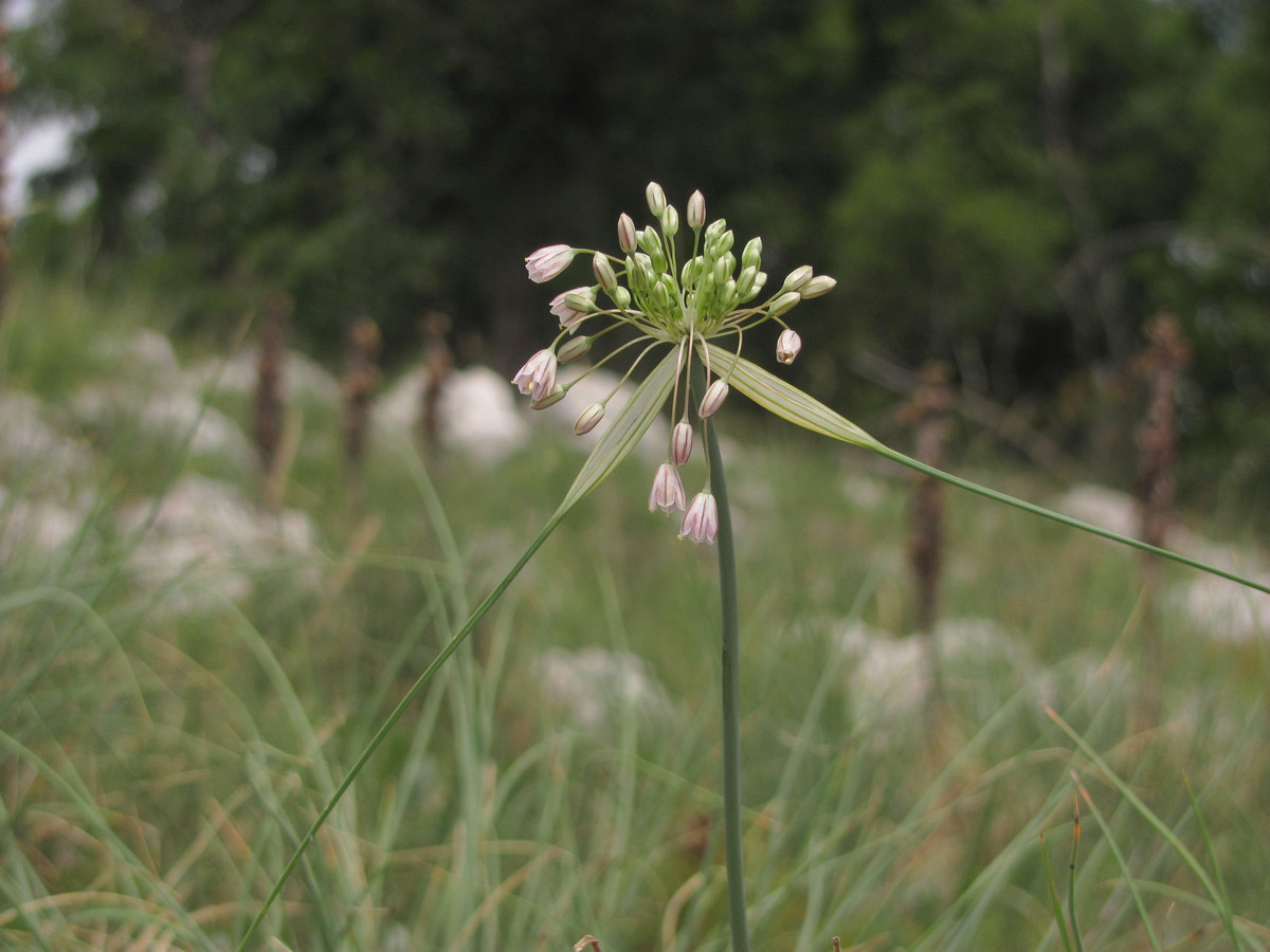 Изображение особи Allium paniculatum.