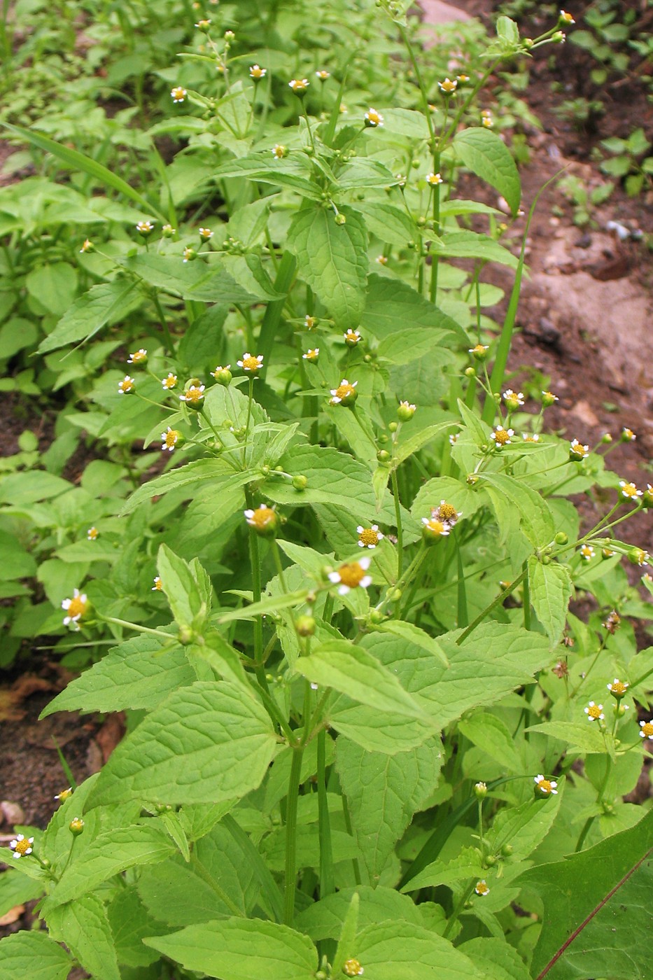 Изображение особи Galinsoga parviflora.