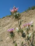 Cousinia echinocephala