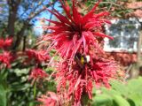 Monarda didyma