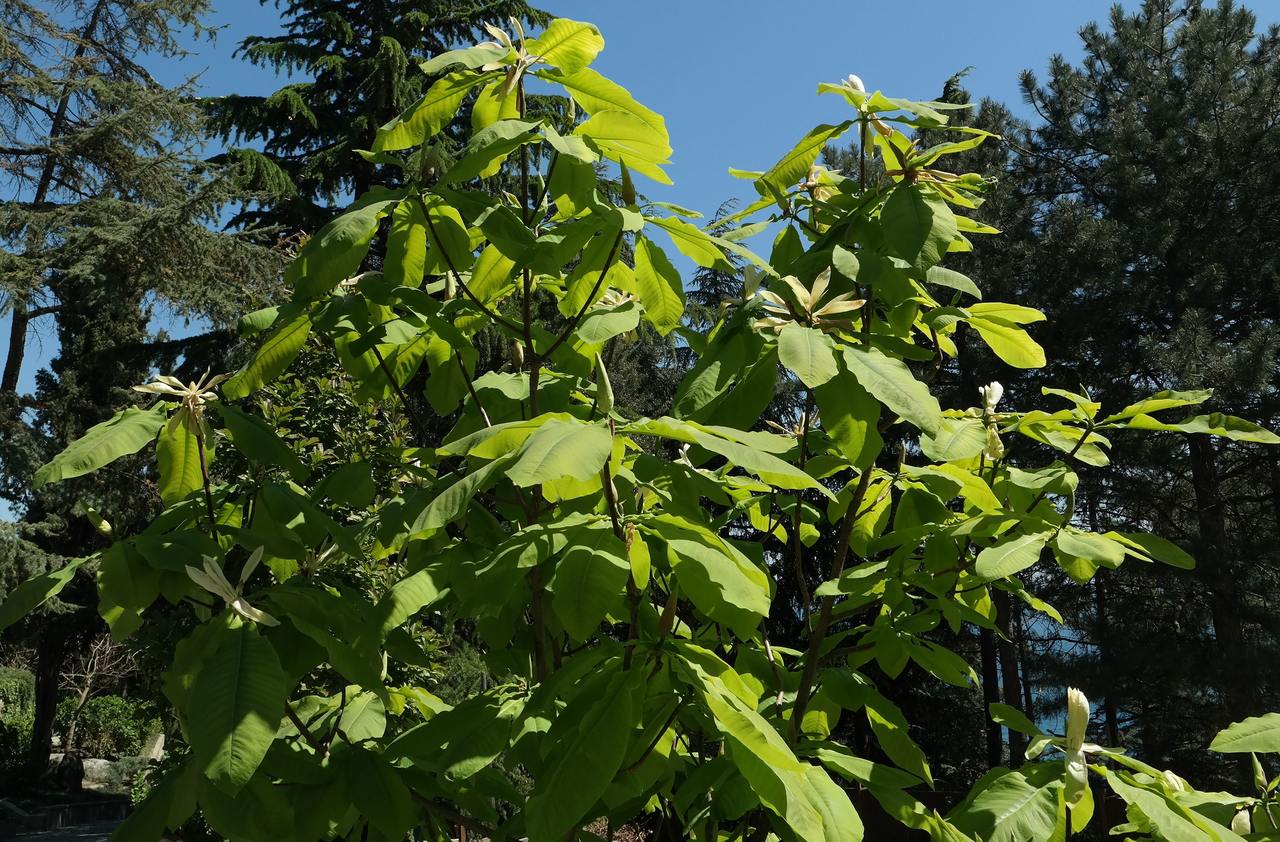 Image of Magnolia tripetala specimen.