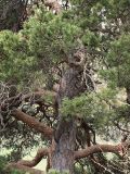 Pinus sylvestris subspecies hamata. Центральная часть кроны. Северная Осетия, Алагирское ущелье, Нарская котловина, окр. пос. Нар, склоны Бокового хребта, 1730 м н.у.м. 07.05.2010.