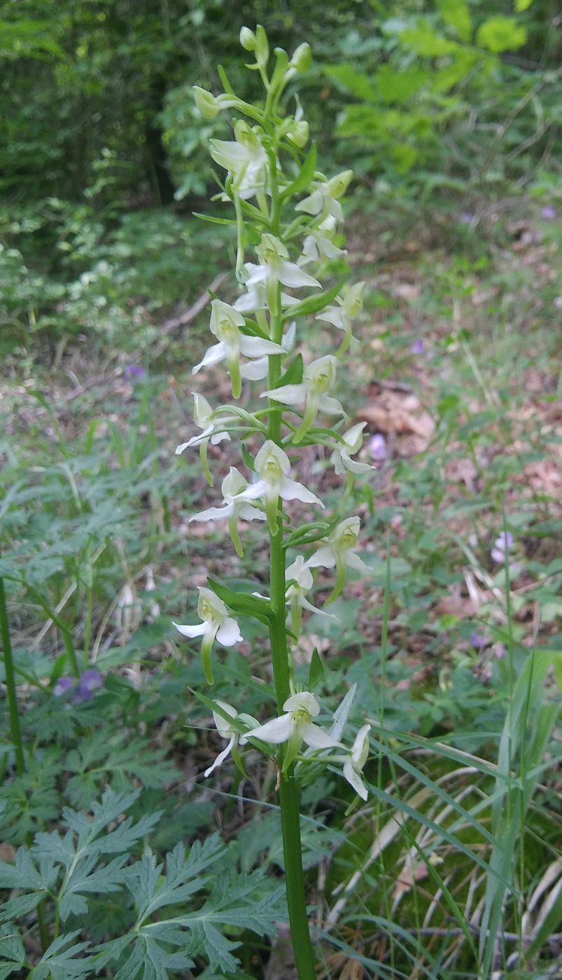 Изображение особи Platanthera chlorantha.