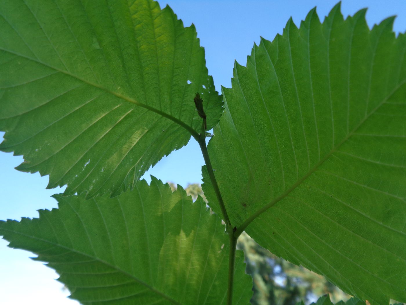 Изображение особи Ulmus glabra.