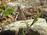 Salix saxatilis. Верхушка побега с женским соцветием. Магаданская обл., Ольский р-н, недалеко от трассы Магадан-Ола, заброшенный каменный карьер. 07.06.2015.