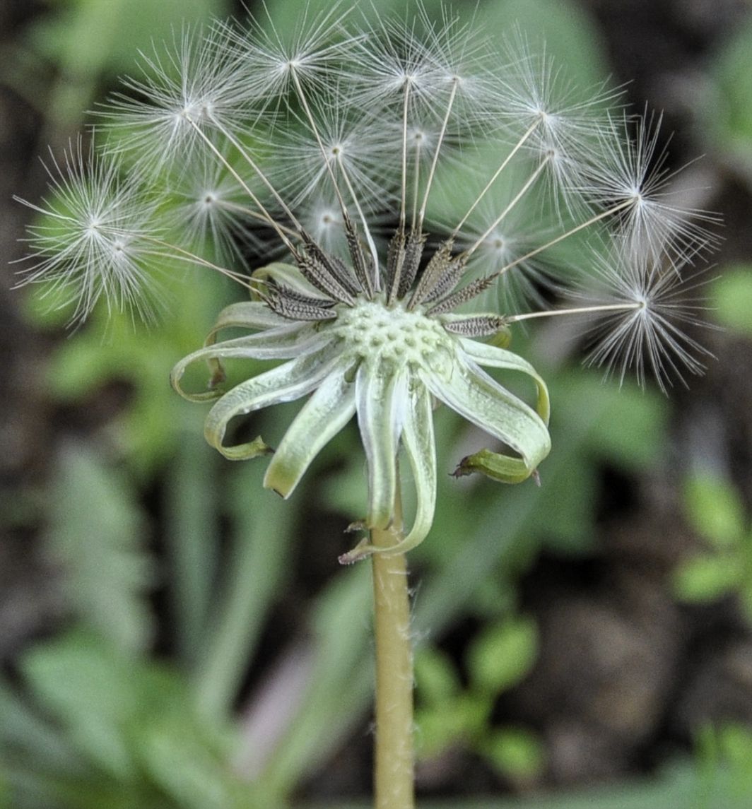 Изображение особи род Taraxacum.