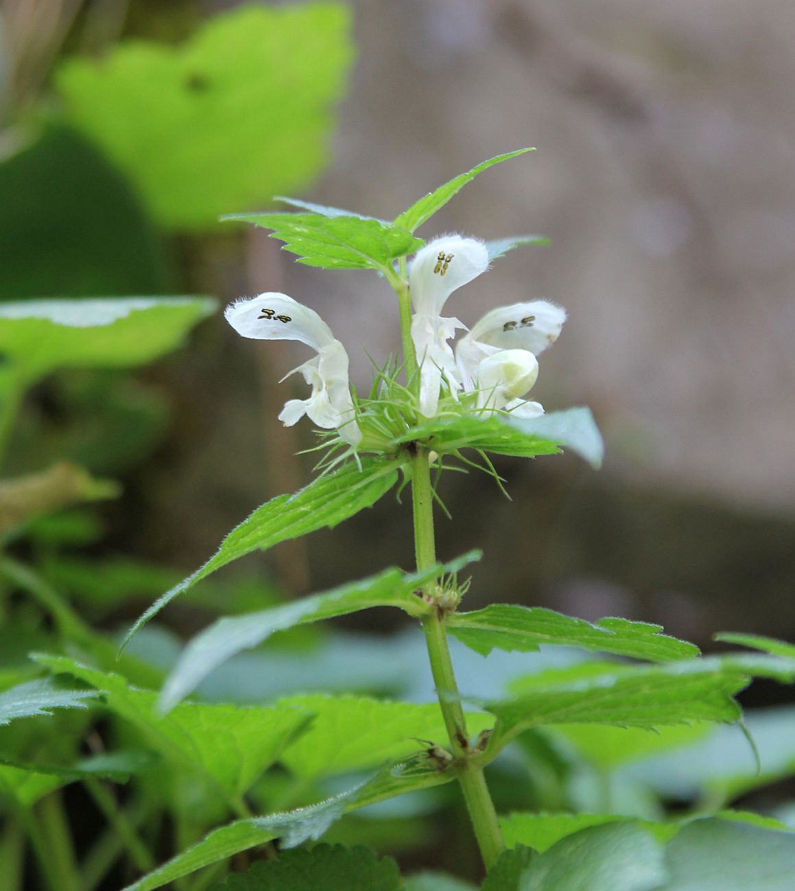 Image of Lamium album specimen.
