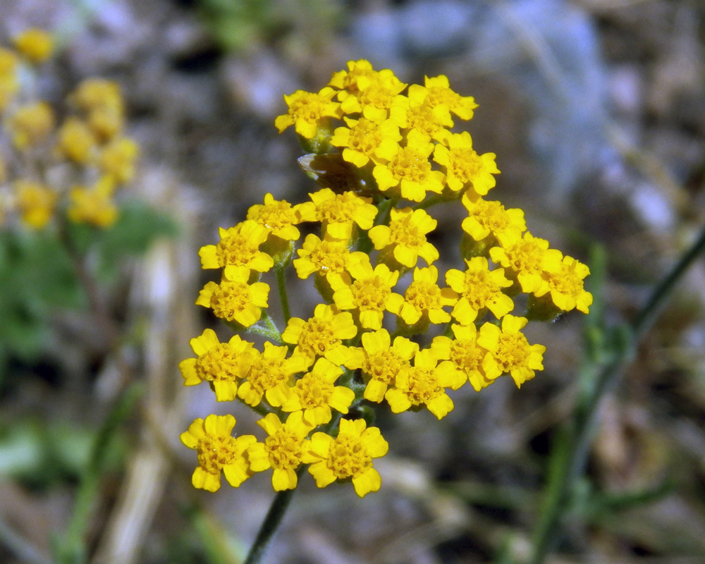 Изображение особи род Achillea.