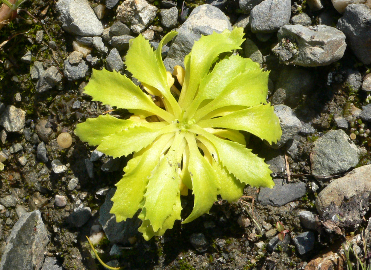 Image of Androsace filiformis specimen.