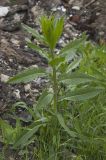 Cirsium setosum