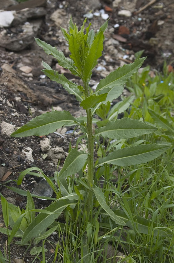 Image of Cirsium setosum specimen.