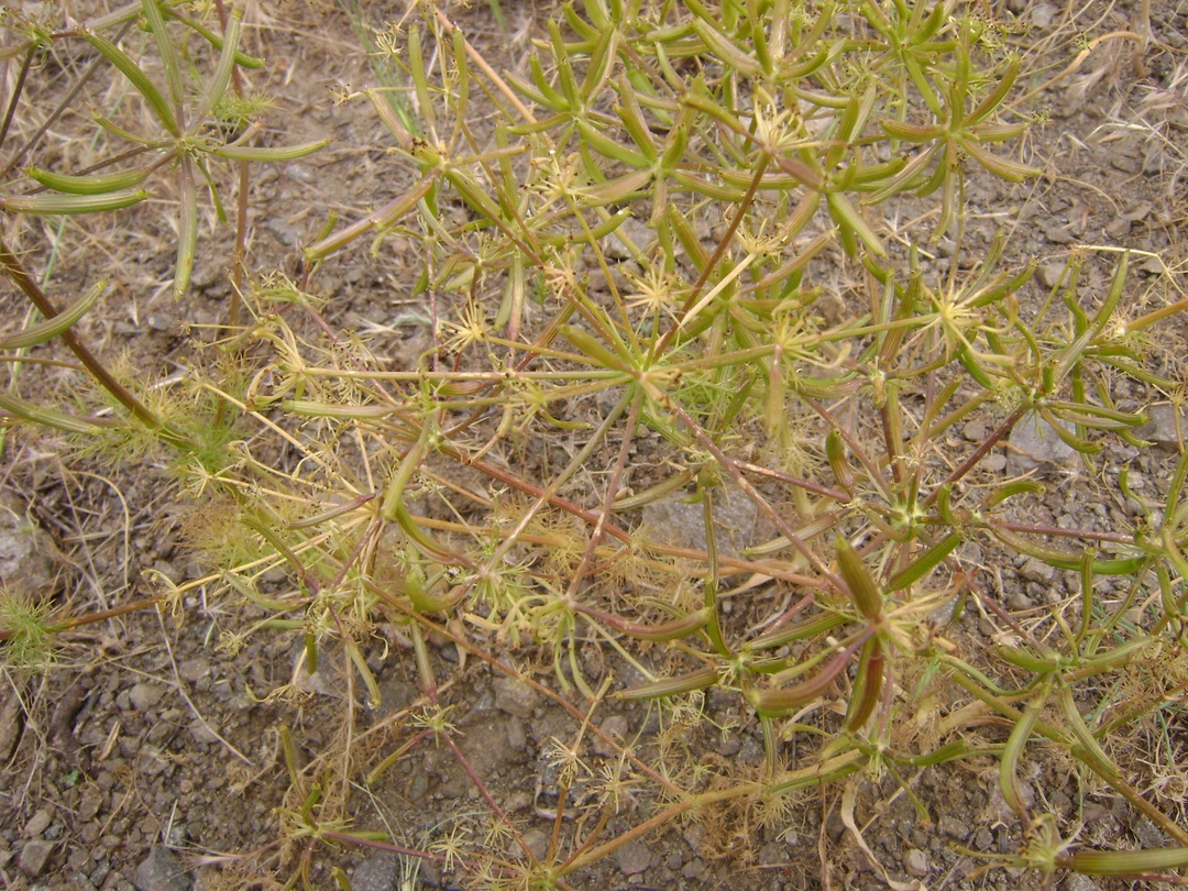 Изображение особи Grammosciadium platycarpum.