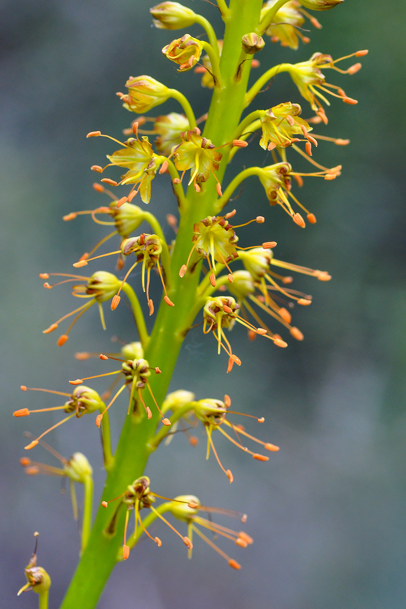 Изображение особи Eremurus fuscus.