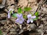 Viola sacchalinensis. Цветущее растение. Иркутская обл., Слюдянский р-н, долина р. Слюдянка, смешанный лес. 27.05.2018.