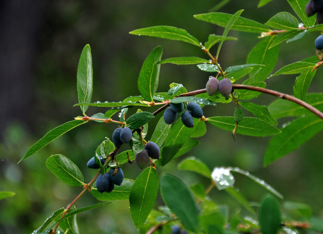 Image of Lonicera altaica specimen.